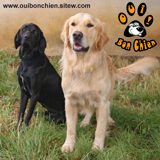 Oui... Bon Chien !