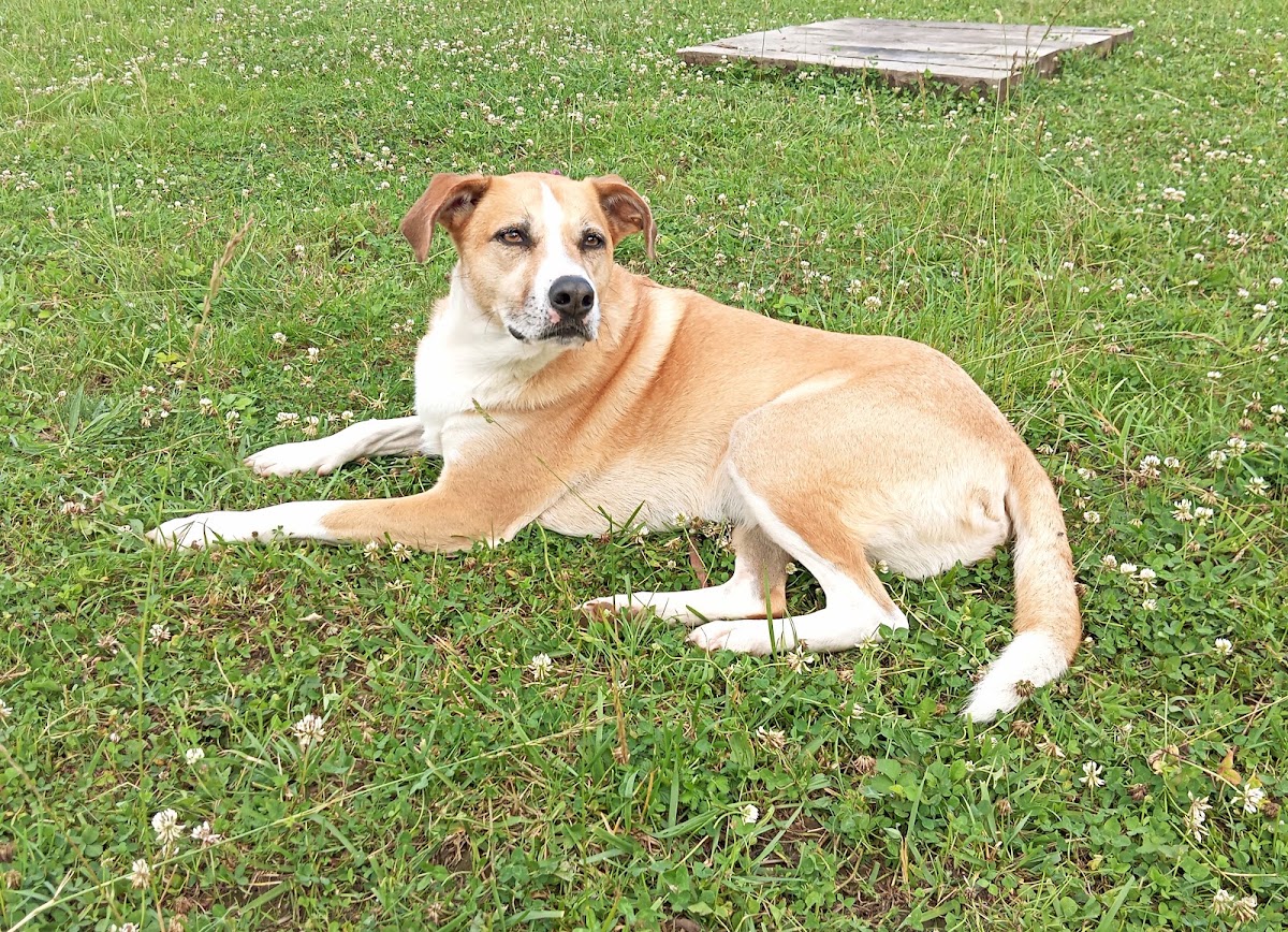 Street Dog Education