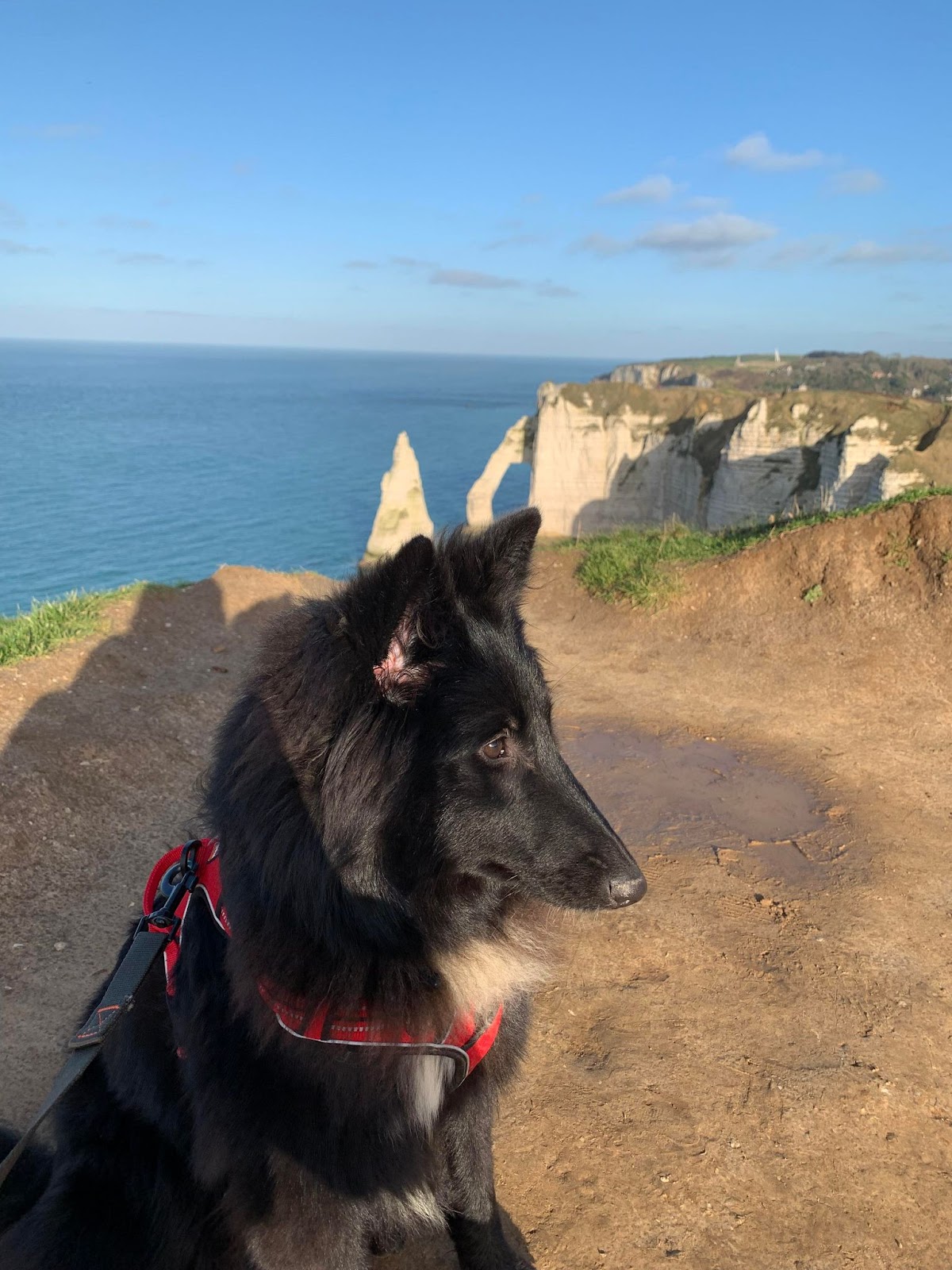 J'M Les Chiens Educateur canin Le Havre :Diplome Professionnel/ ACACED chiens chats