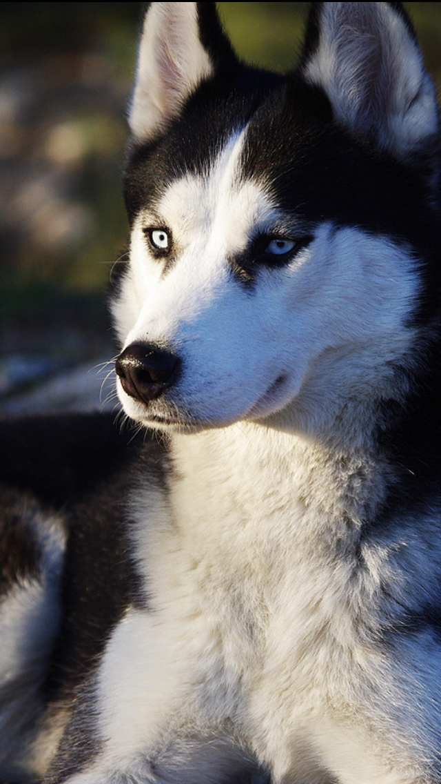 Charlotte Educatrice Canine