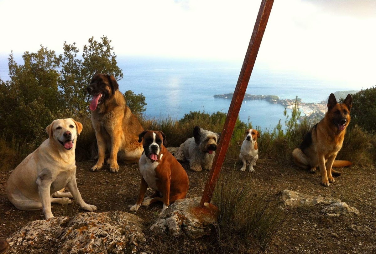 Éducation Canine de la Rose des Vents