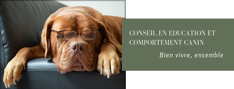 K.NI.D Educateur canin, Comportementaliste