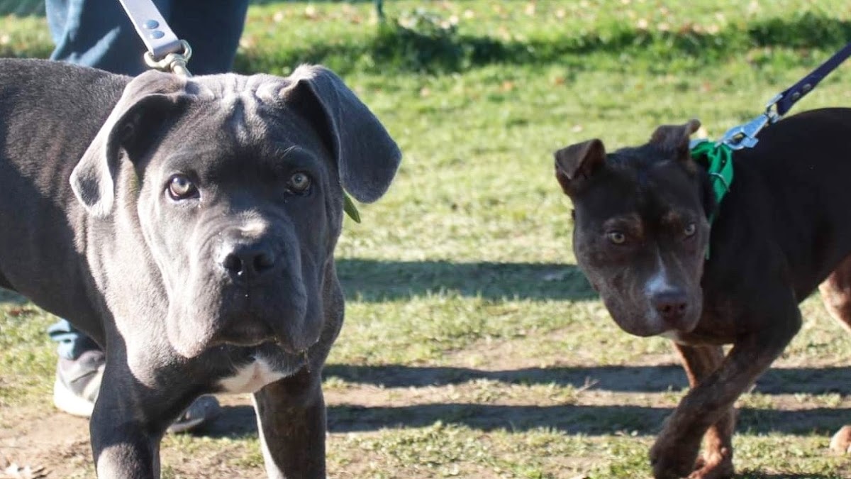 ADRIEN DOG SCHOOL - TOULOUSE - Éducateur Canin