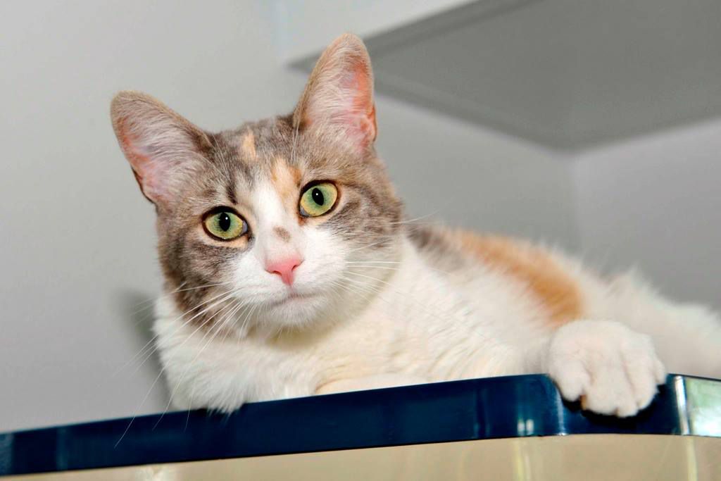 Cat Etoiles