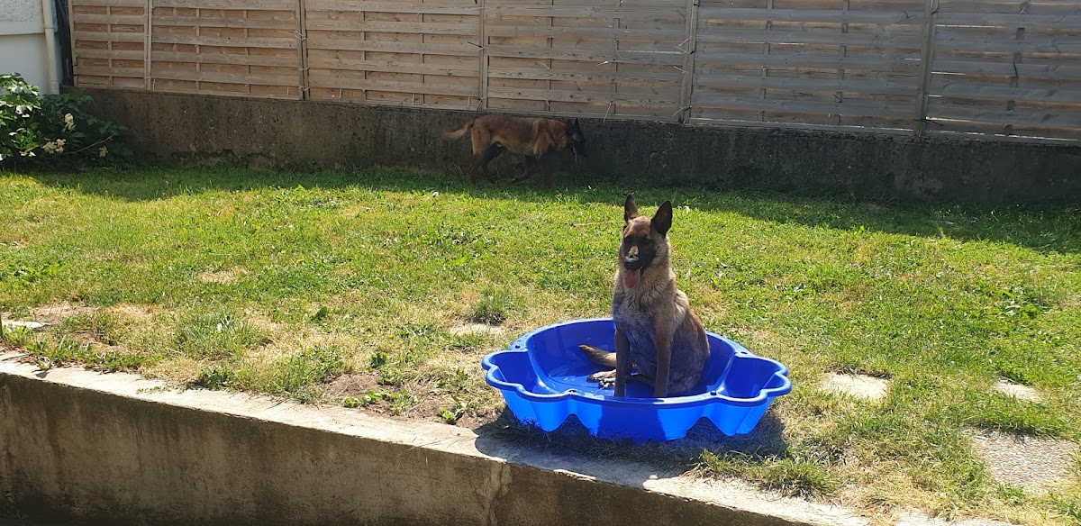 Petsitting Maze&Co