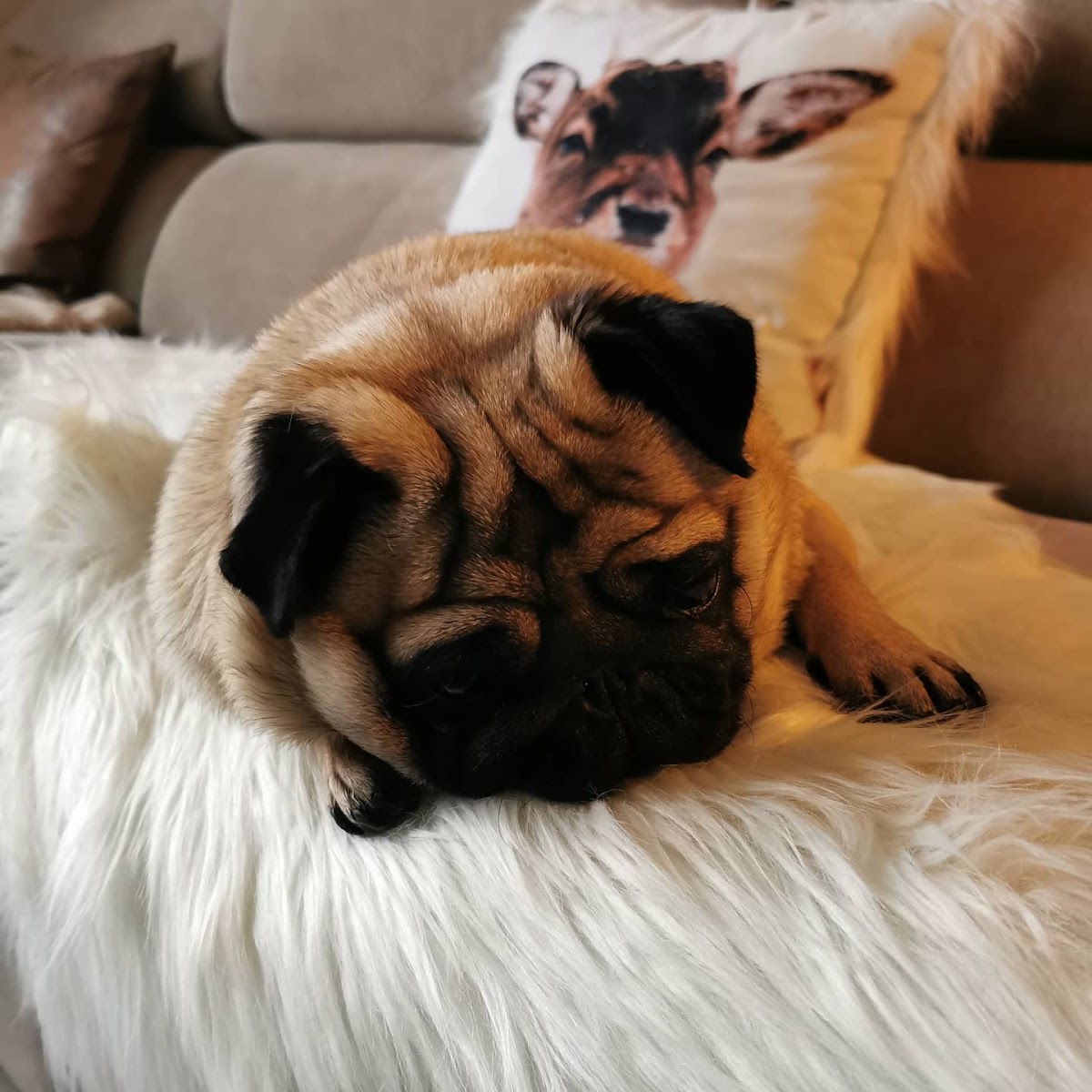 Chez Plume et Floppy