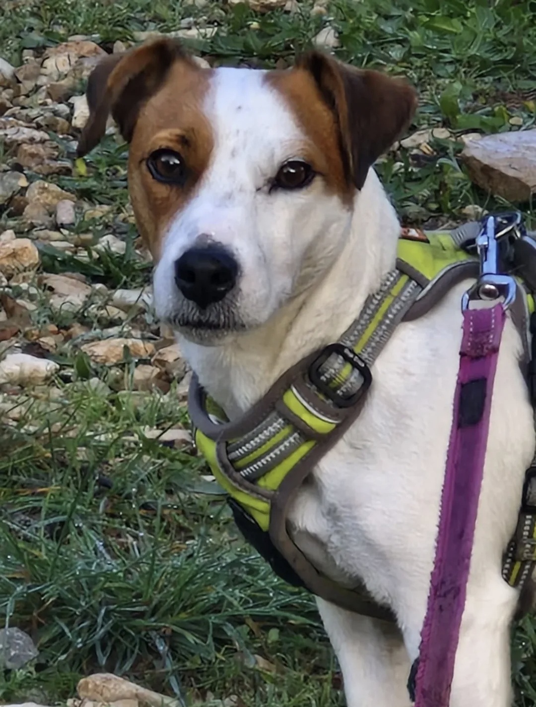 Beedog Petsitter