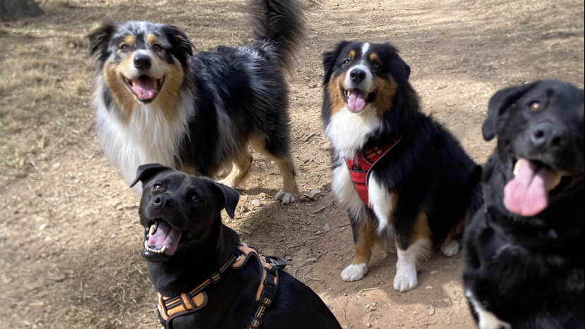 Cat-sitting var service de garde privée chats chiens