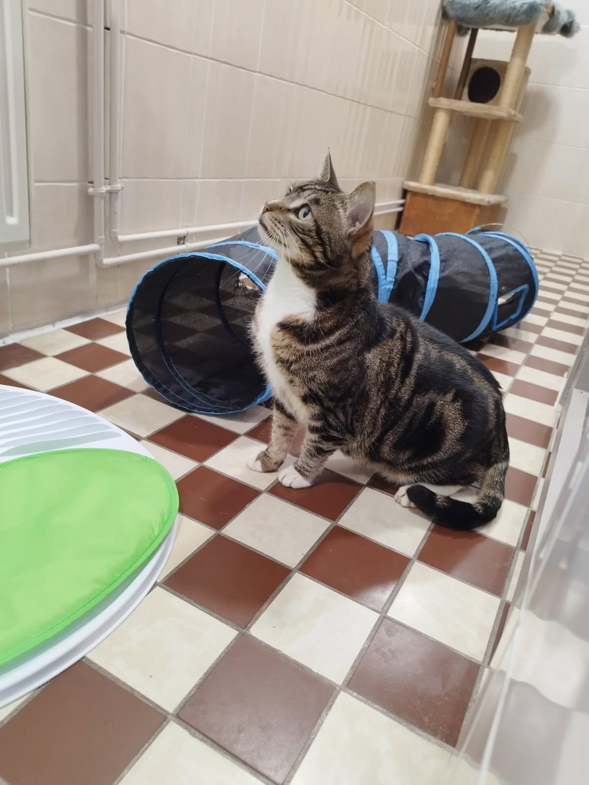 L'Annexe des Chats - Pension Féline