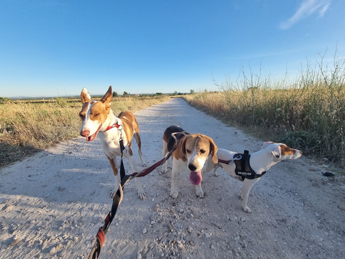 Pet-sitter La Maison De Velours pet