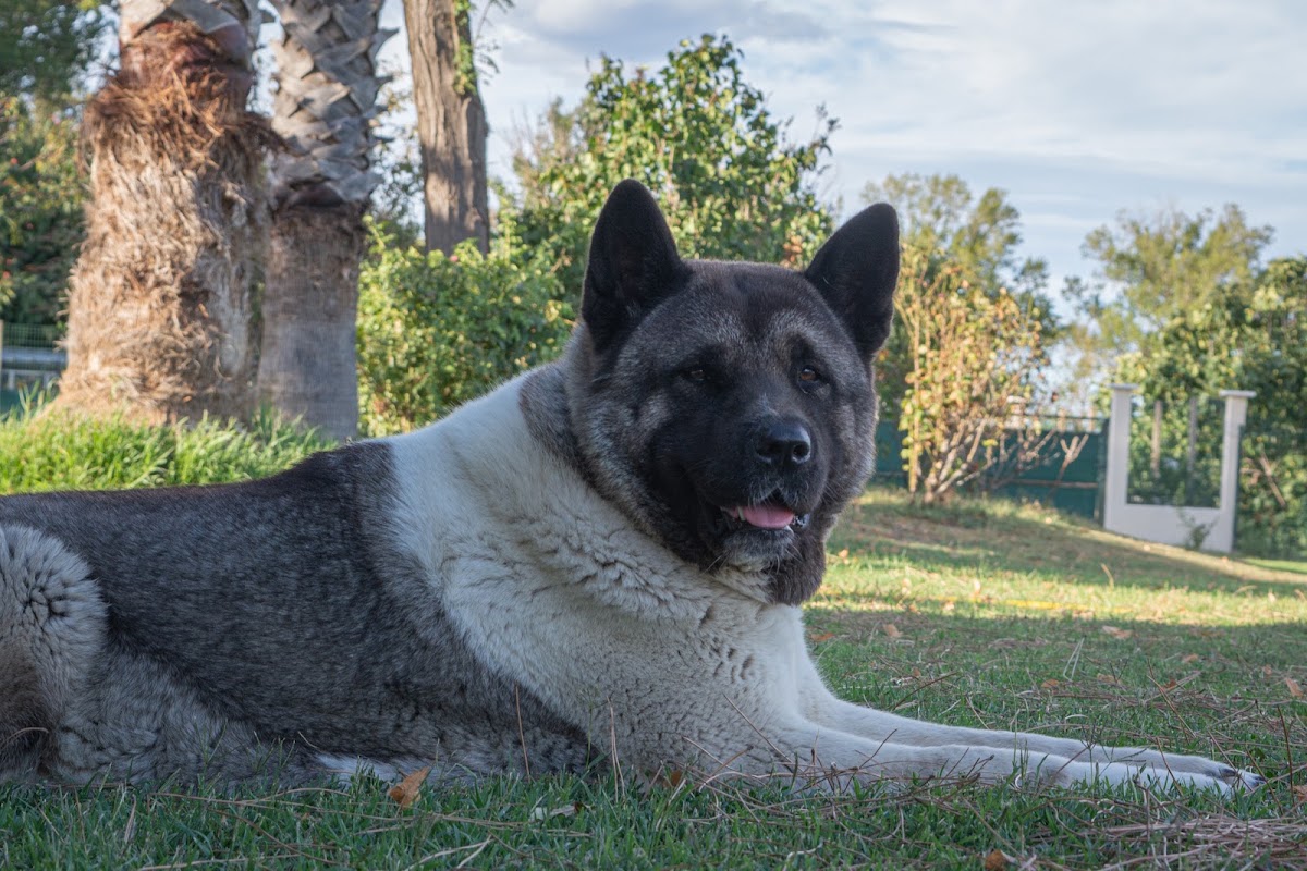 L'horte des Dogs - Gardiennage chiens à Narbonne