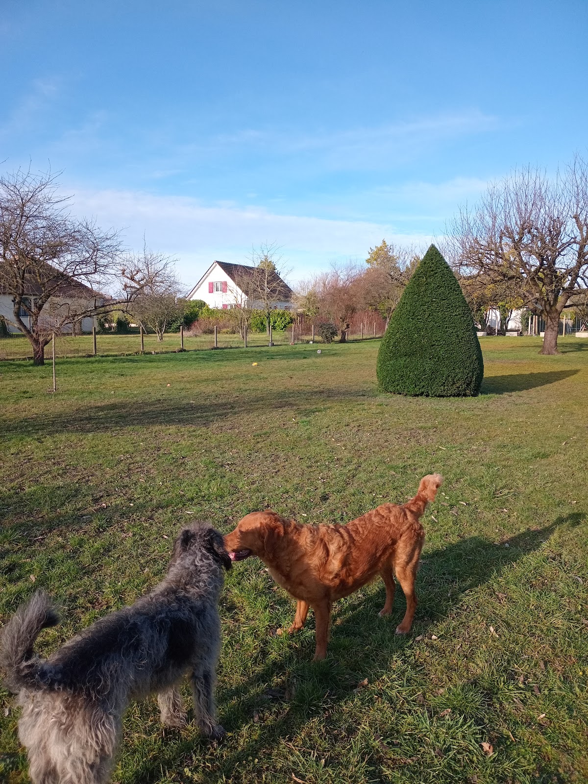 MAISON DES 4 PATTES