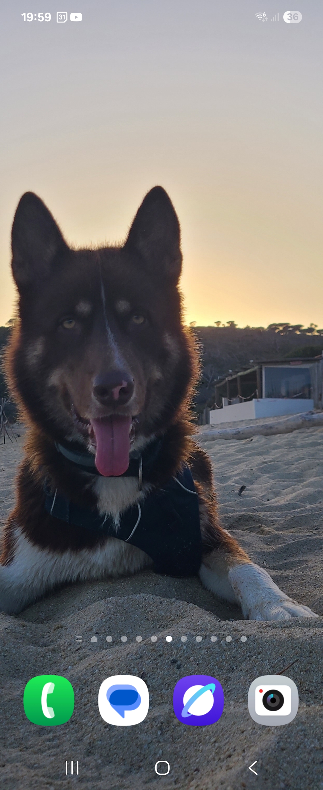 Tonton Dog