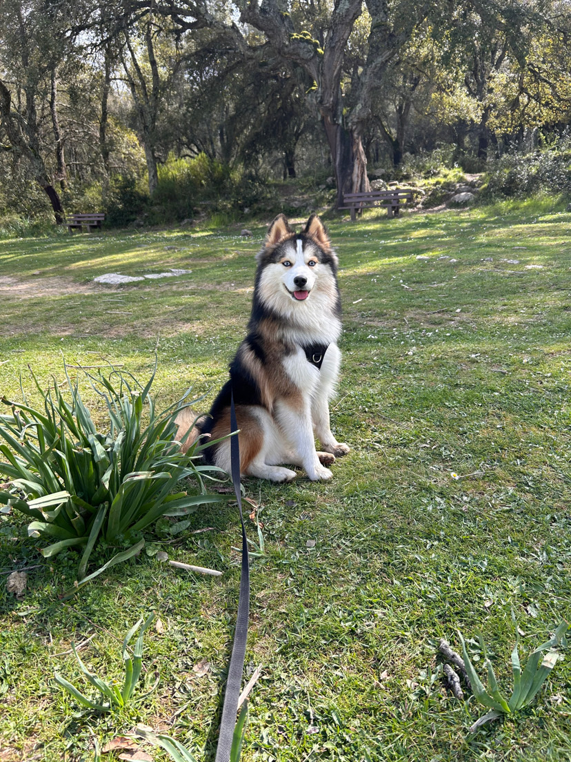 Emilie Pet Sitter — petsitter à Ajaccio