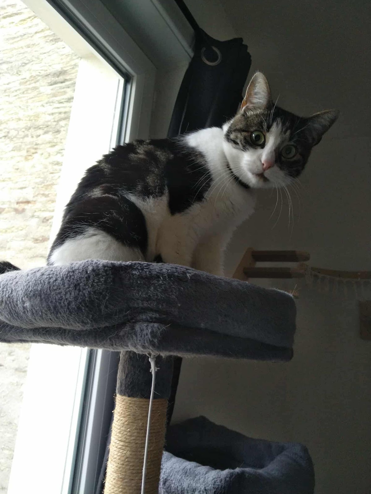 Petites pattes en folie - pet-sitter
