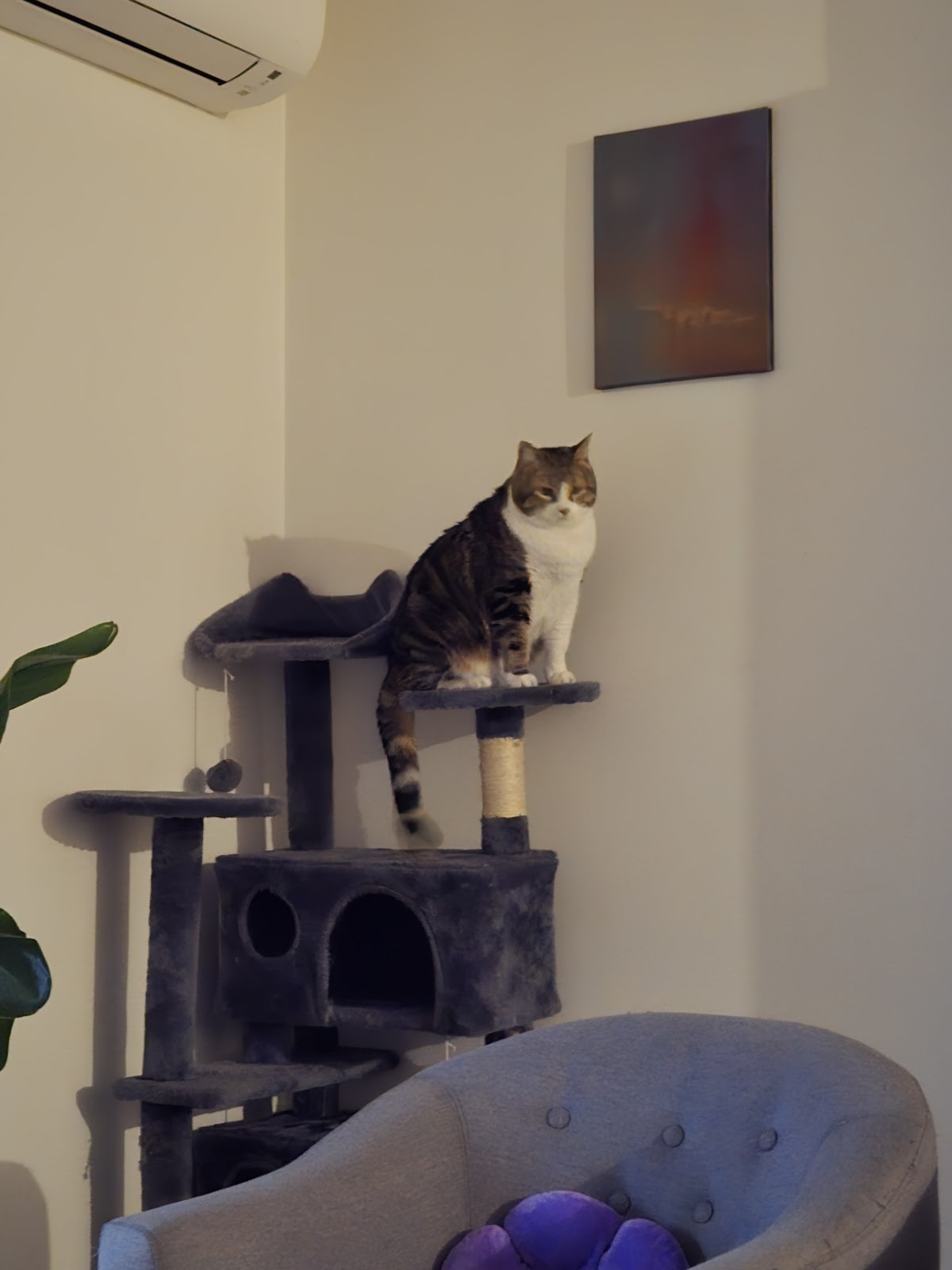 🐱 Bastet 🐱 Pension Familiale pour chat