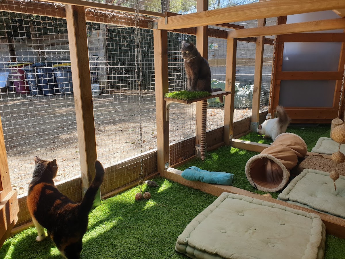 Cat'y'mini pension chat