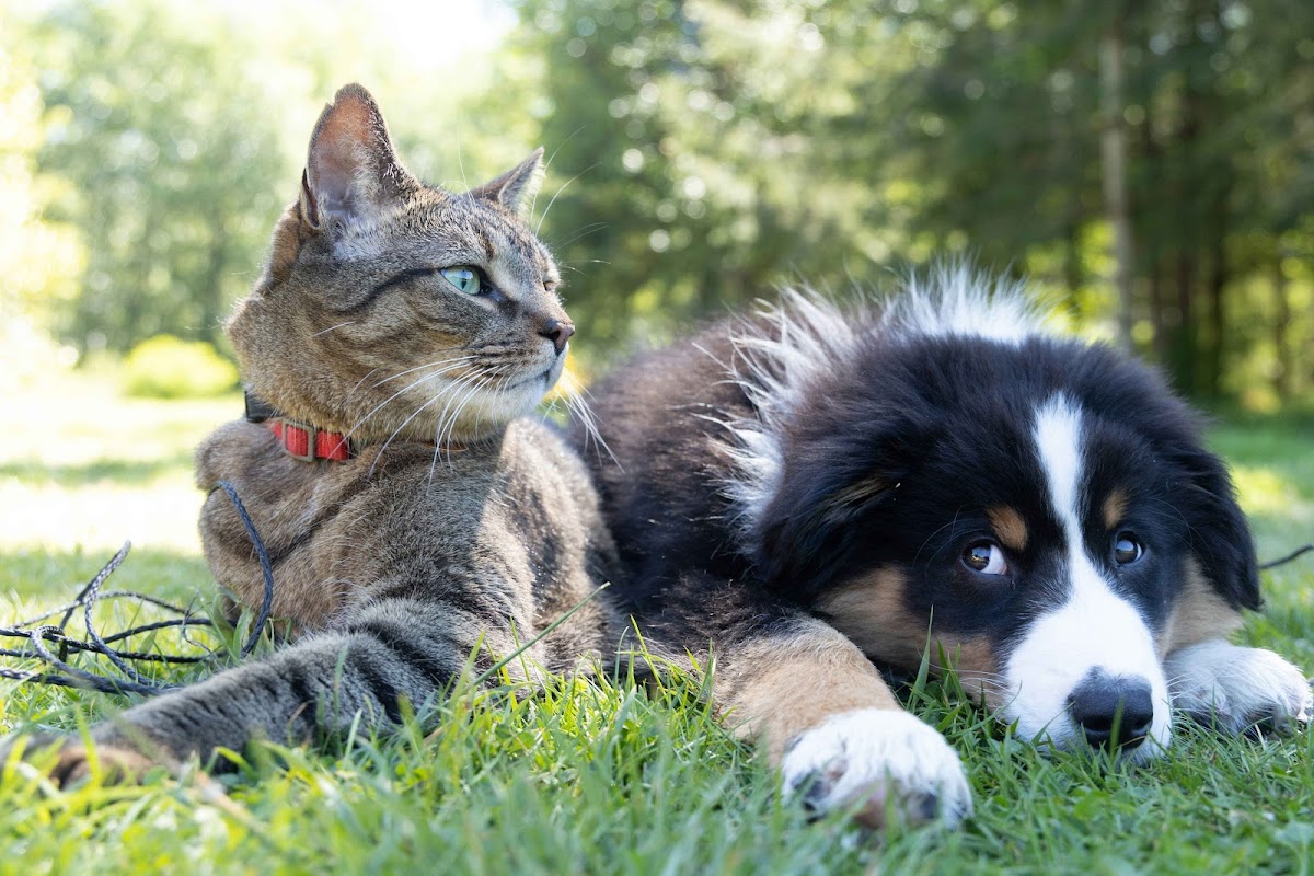 Isabelle Legruley - Pet Sitter