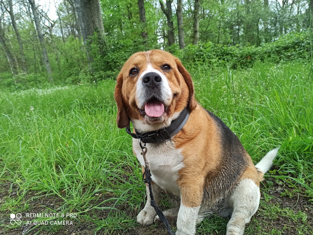 DOGNESS - Promenade chien - Val-de-Marne