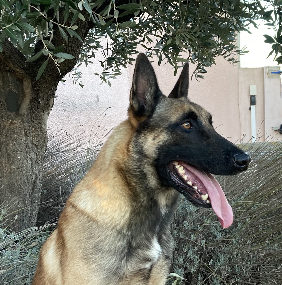 Maison D'eiko — pension pour chien à Nîmes