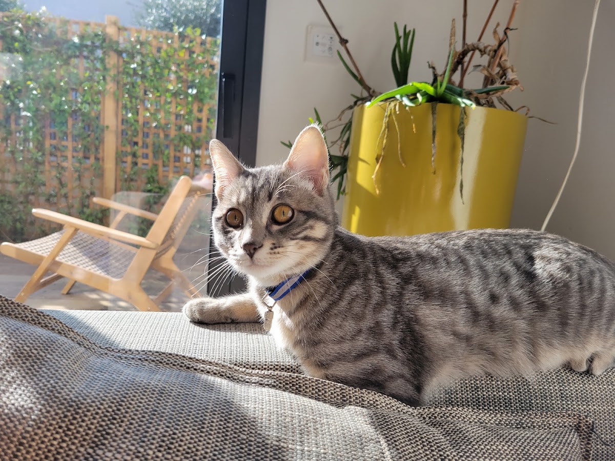Boule d'amour - Cat sitting
