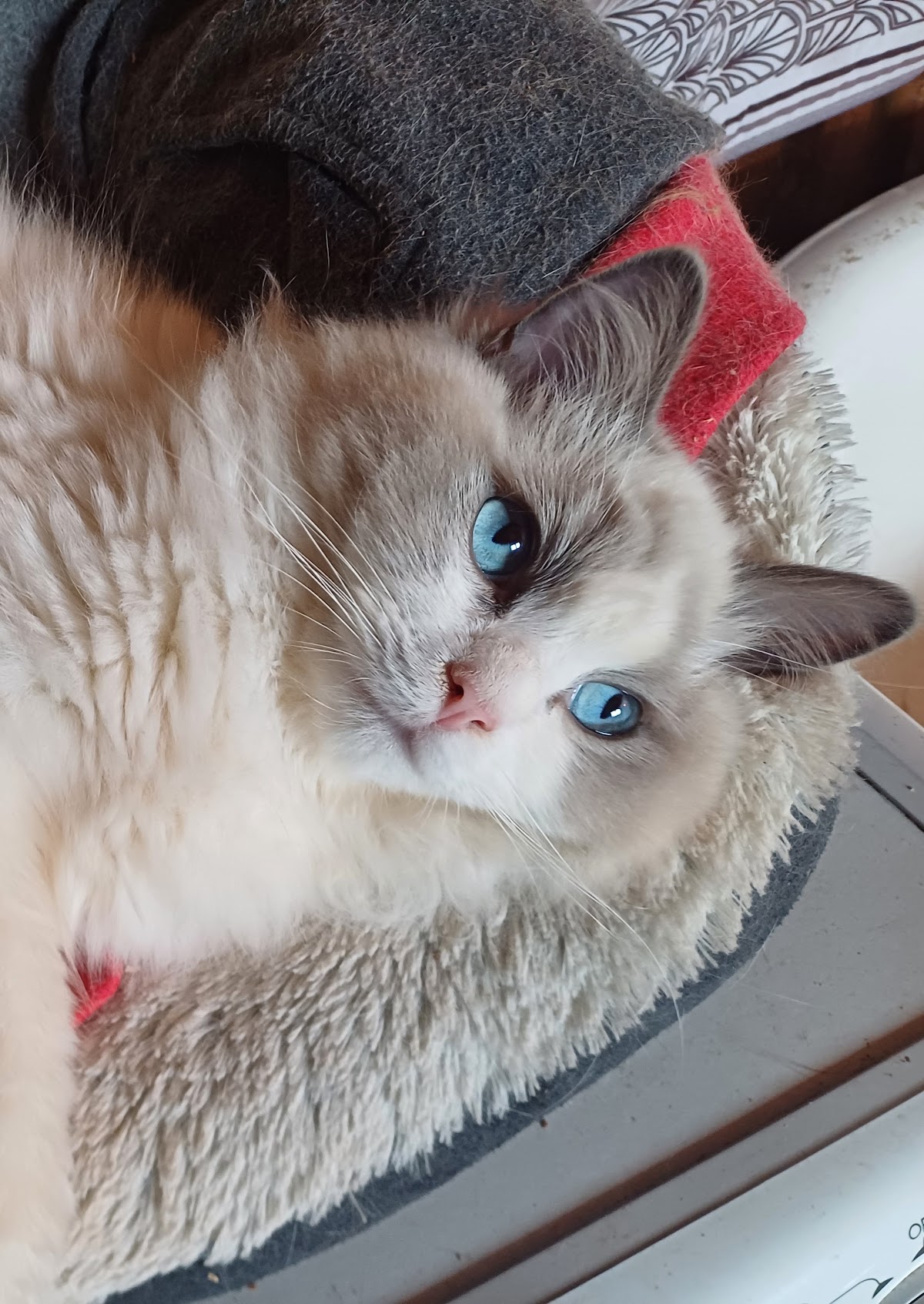Garde d'Animaux Dunkerque Sabrina