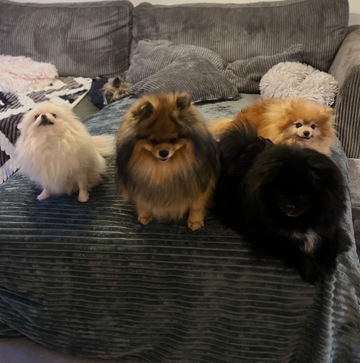 Un moment de bonheur pension canine familiale