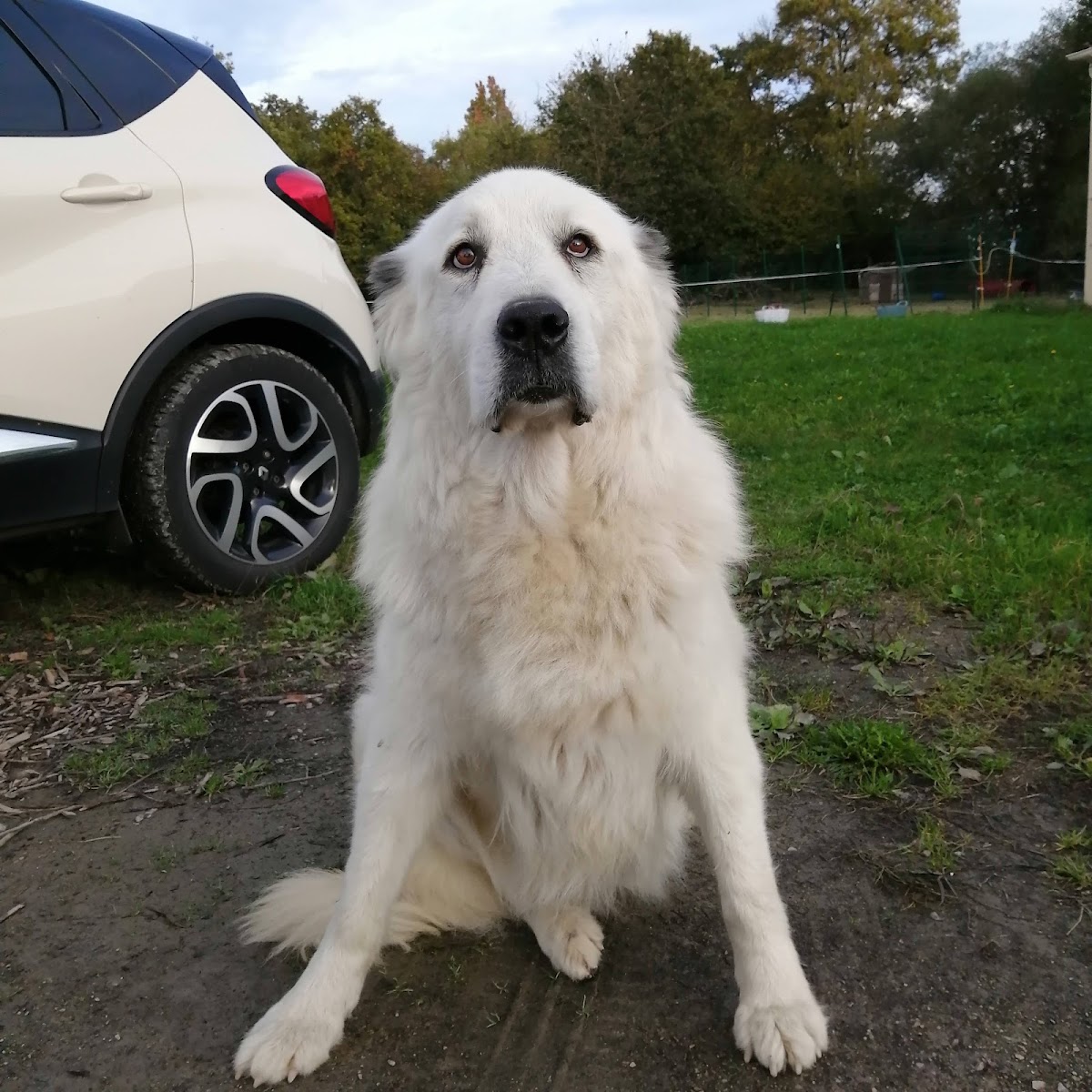 DOGOBEISSANCE