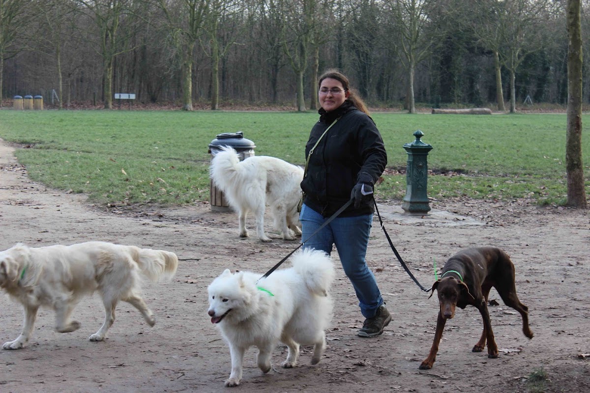 Puppies Walk and Care
