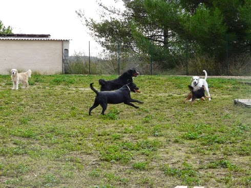 Pension Canine et Féline Le Ravin des Arcs