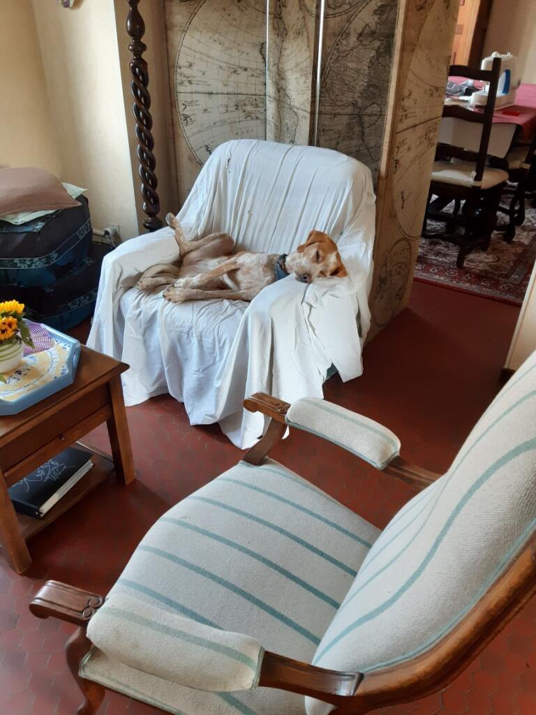 Dogtel Pension