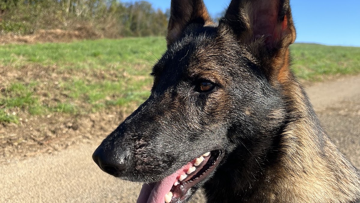 Pension canine du bonheur d'émir