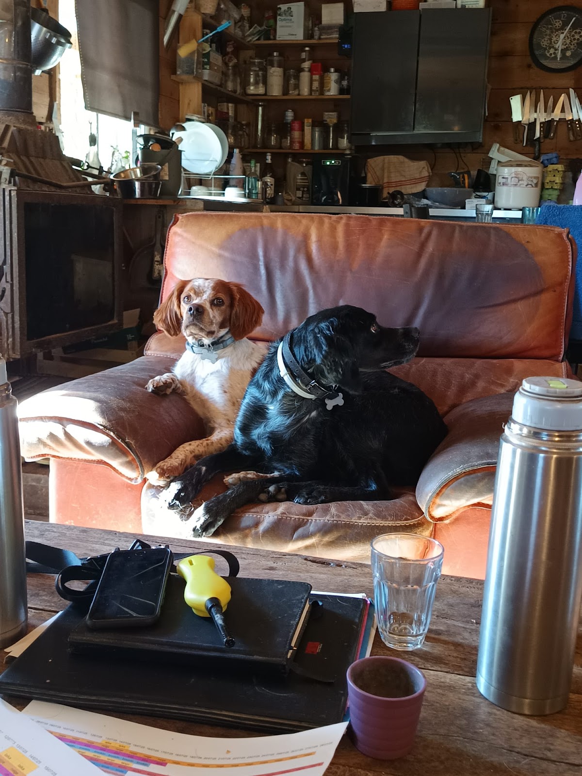 Pension canine