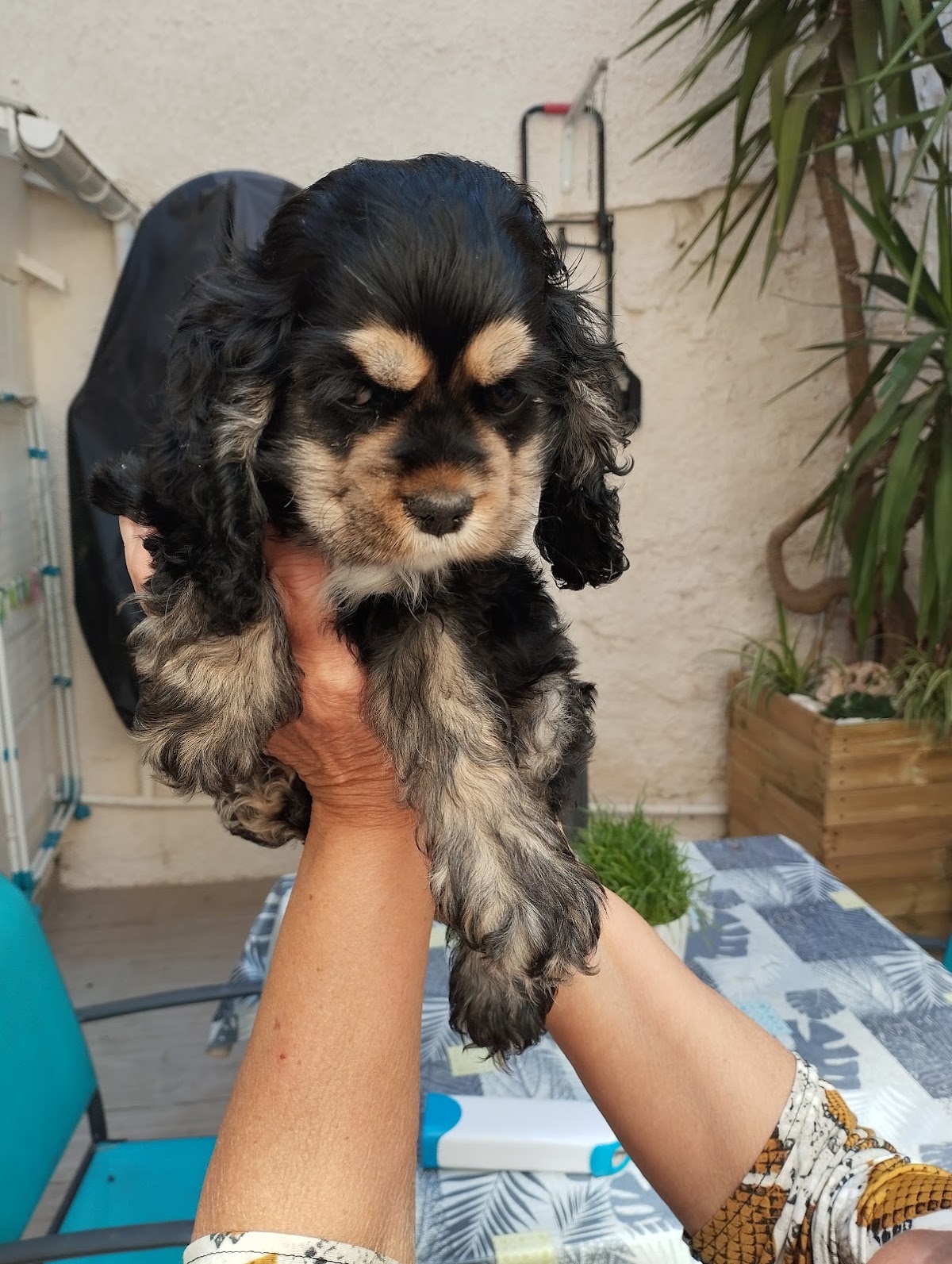 Pension Elevage du Mas de Dixie — pension pour chien à Béziers