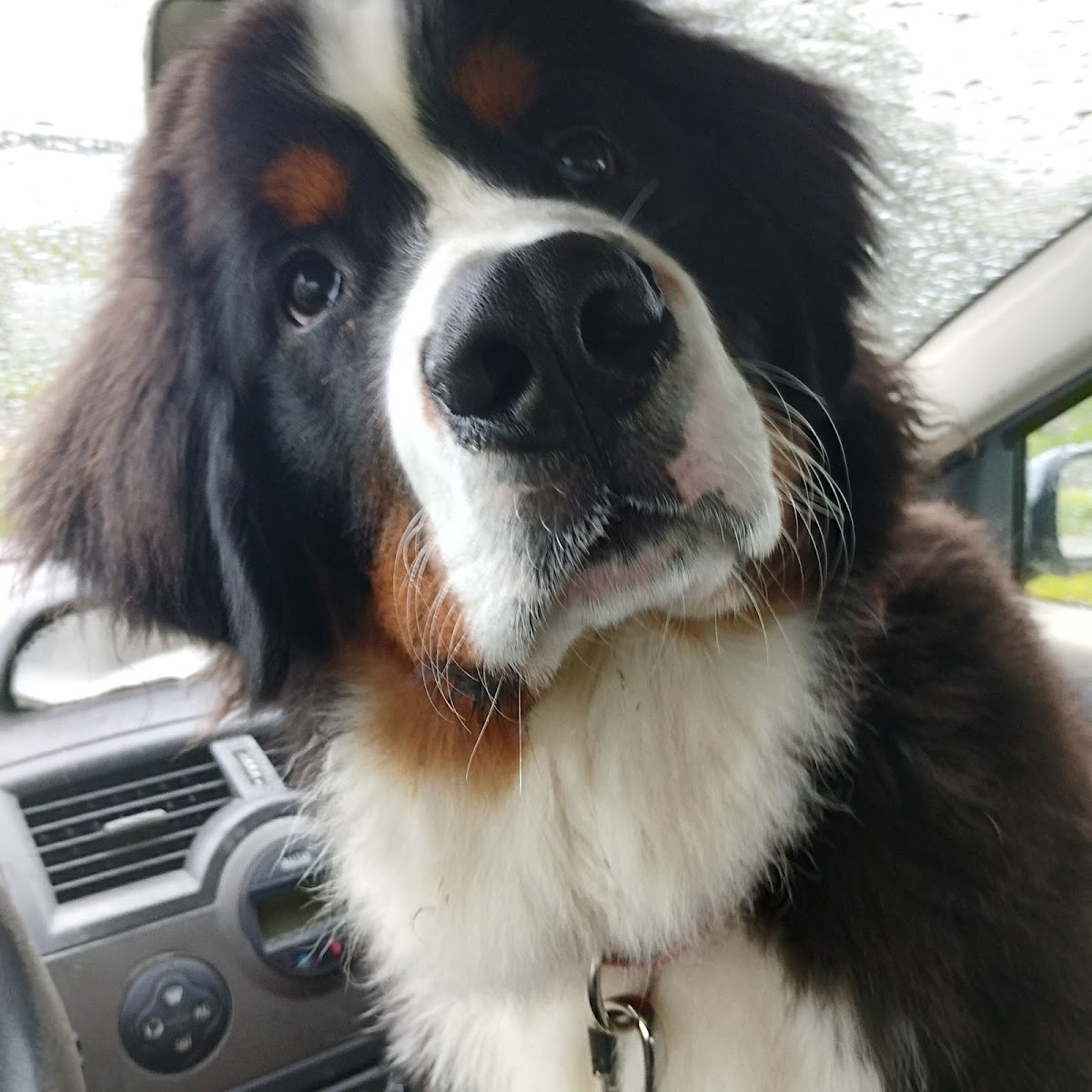 Le chenil de Plozévet — pension pour chien à Quimper