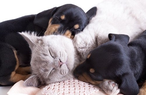 MatPetSitter