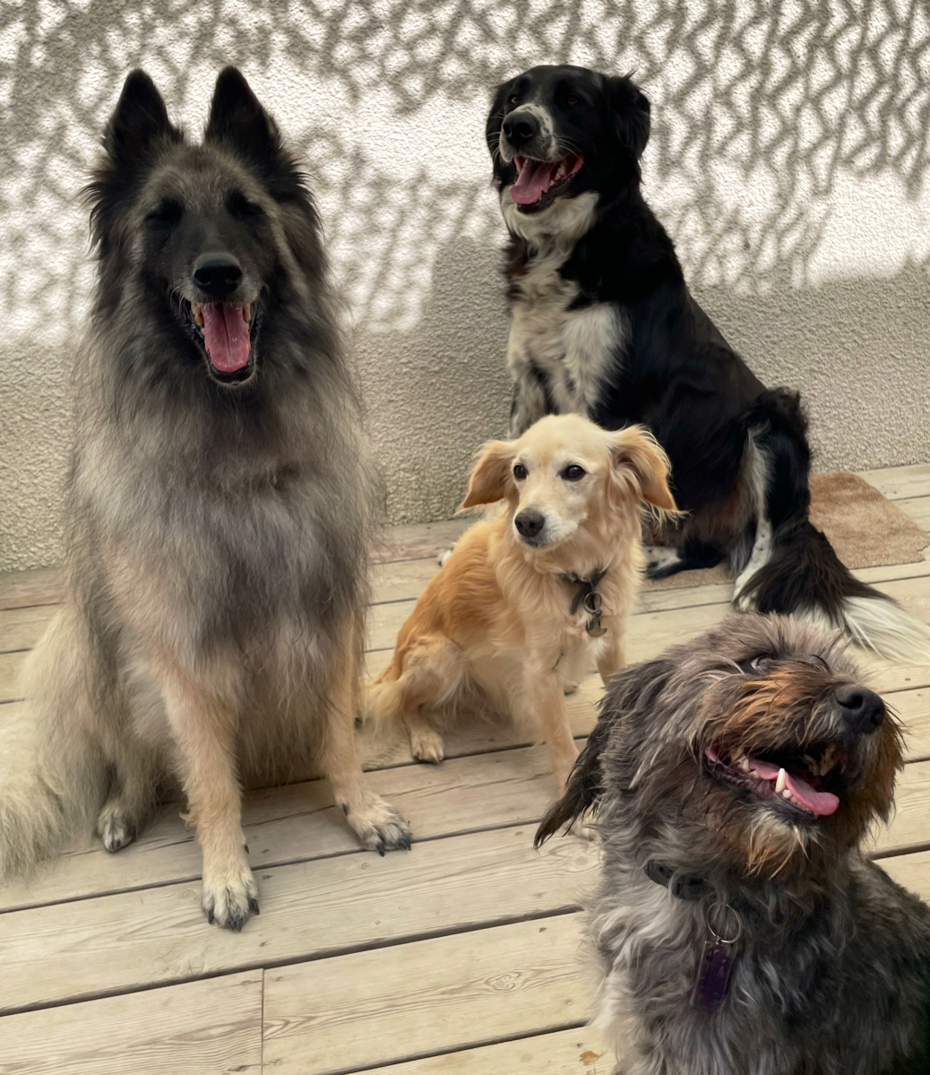 Lespi Love Dog