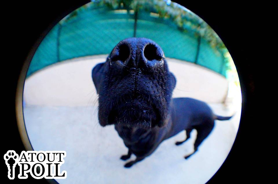 Atout poil