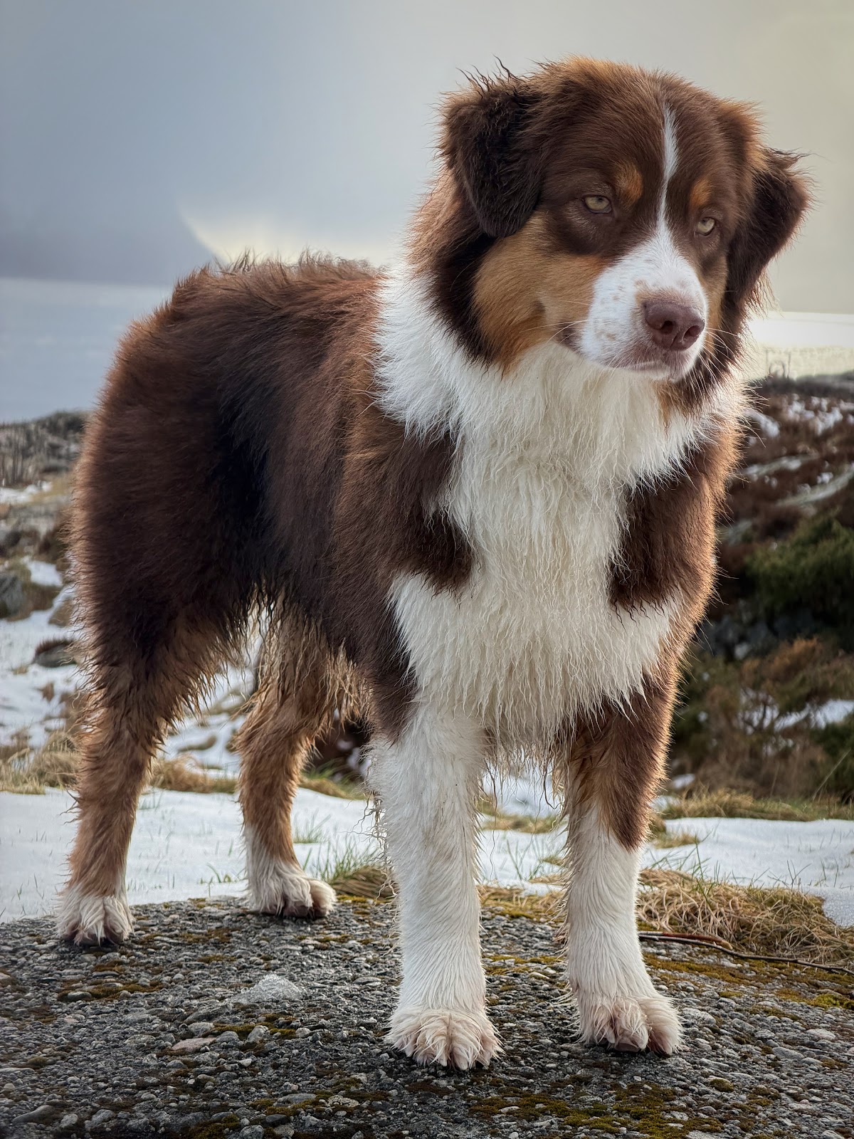 Synergy system kennel