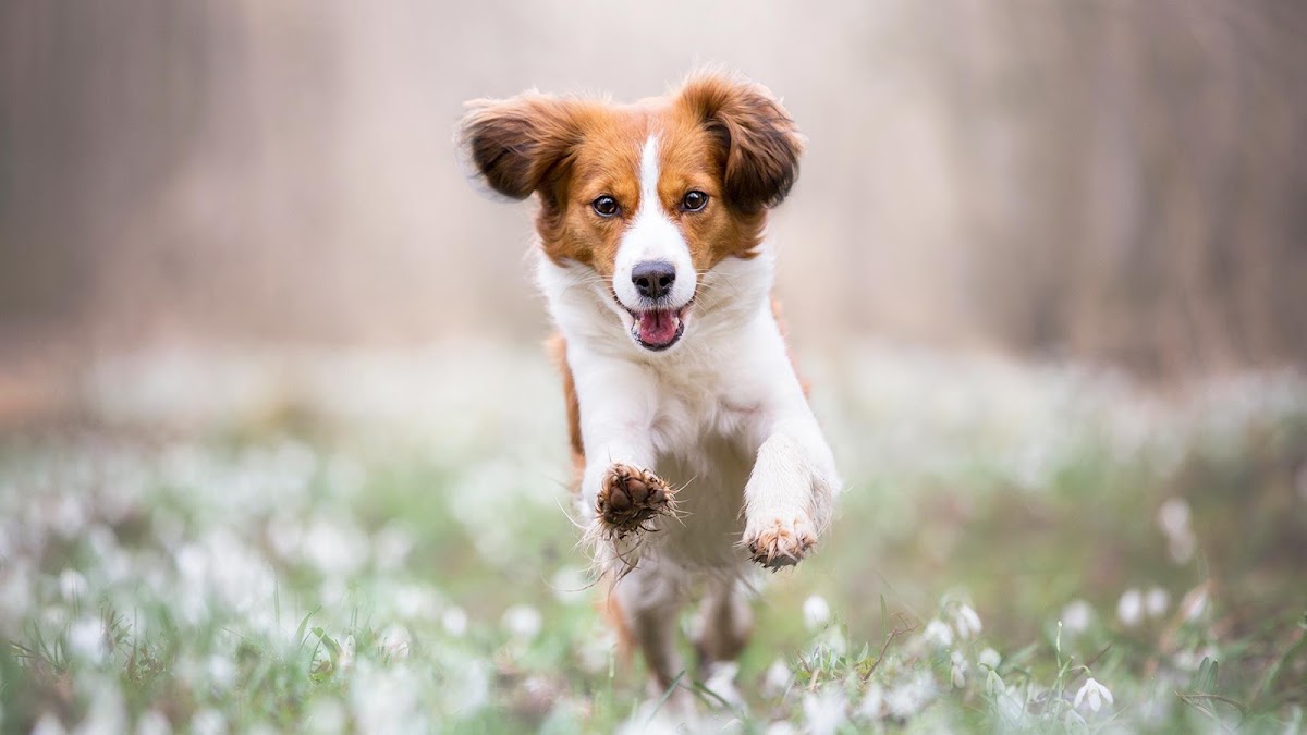 HOPLA PATTE COACH CANIN