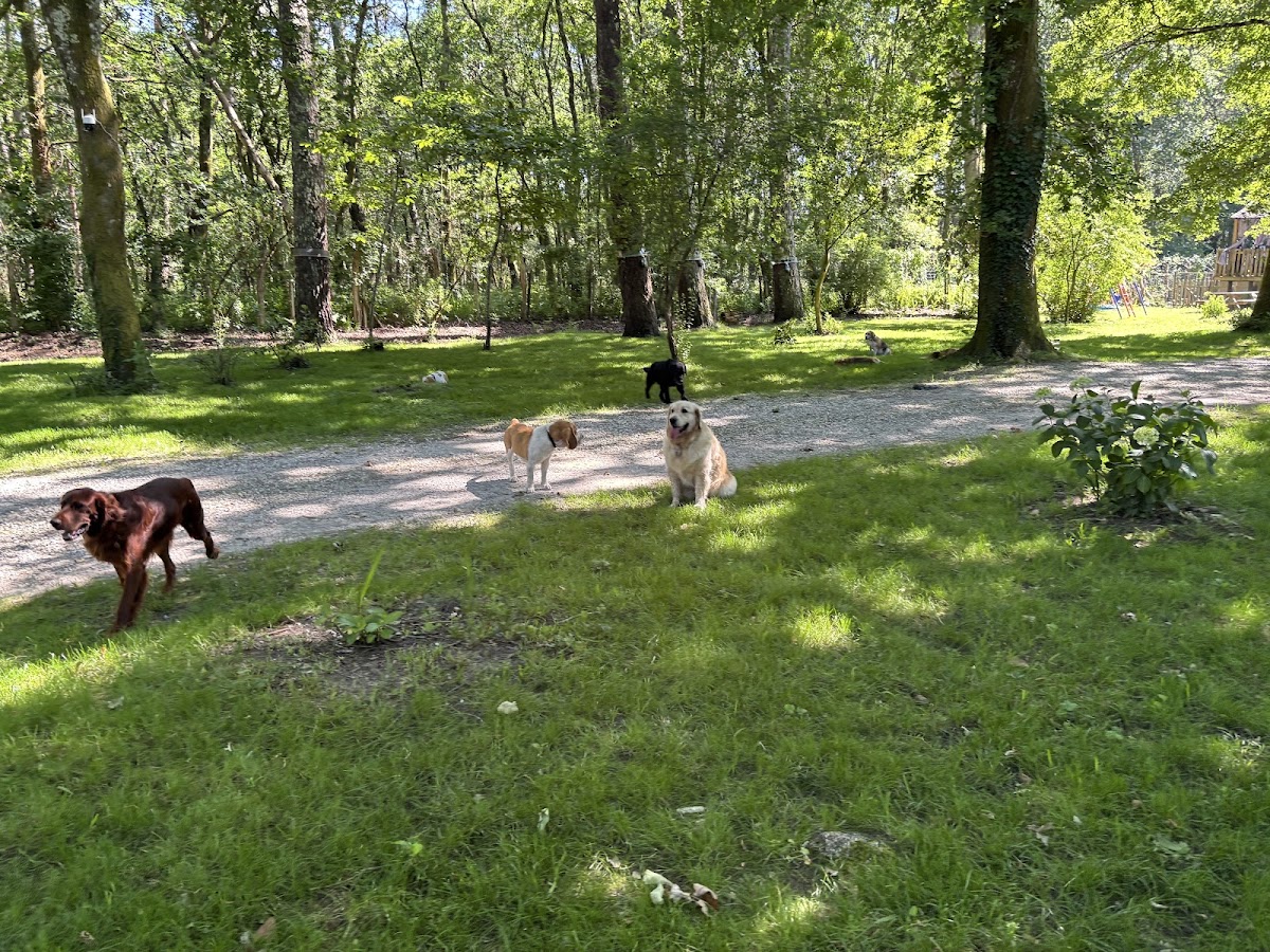 PENSION CANINE DES BOIS DE SAINT GE