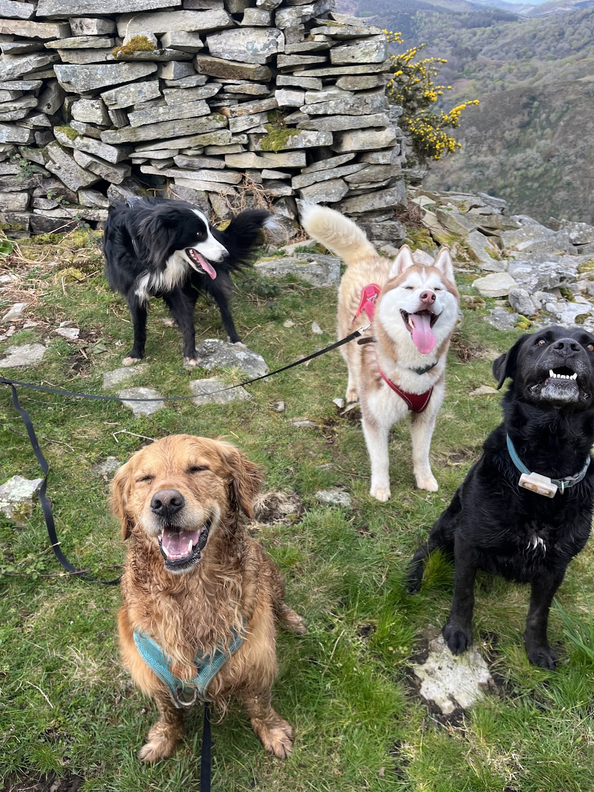 Les toutous de io - Pension canine - Dogsitter
