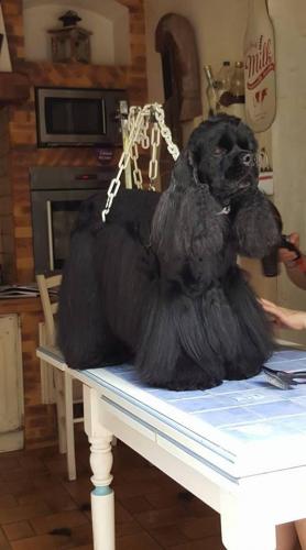 Salon de toilettage (rêves de chiens) Courbevoie Courbevoie