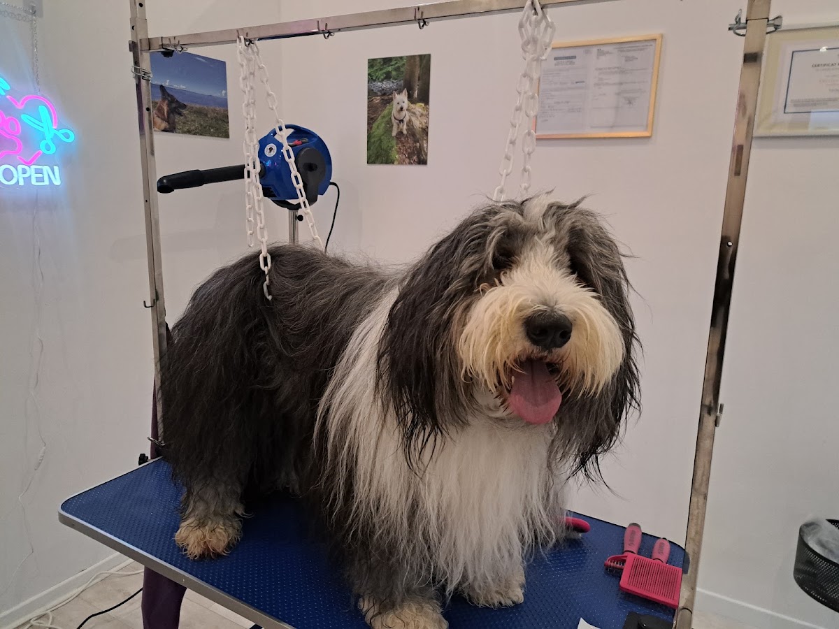 O'Barber Dogs