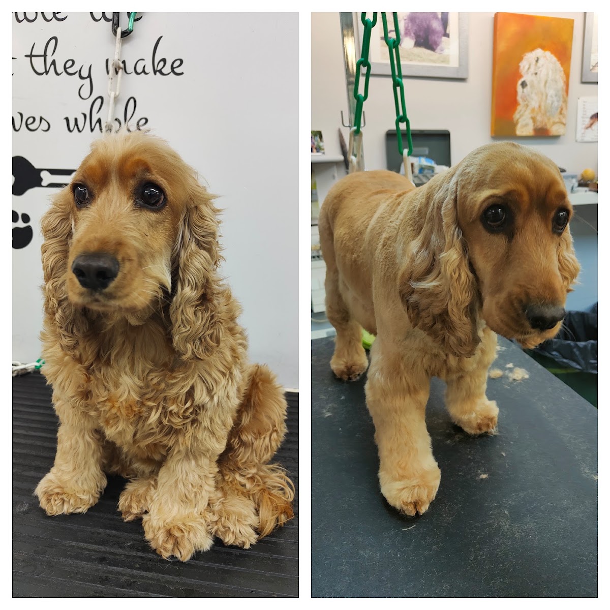 Trésor de Chien