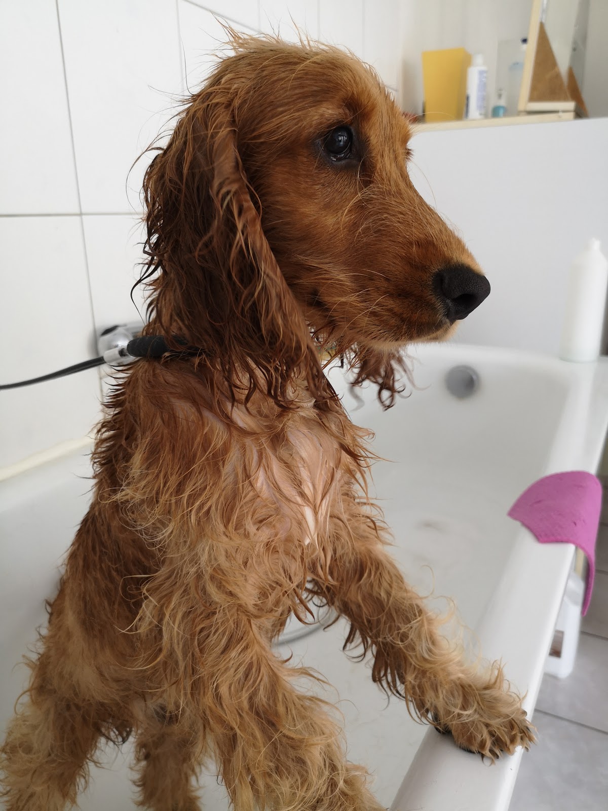 Fidji Toilettage