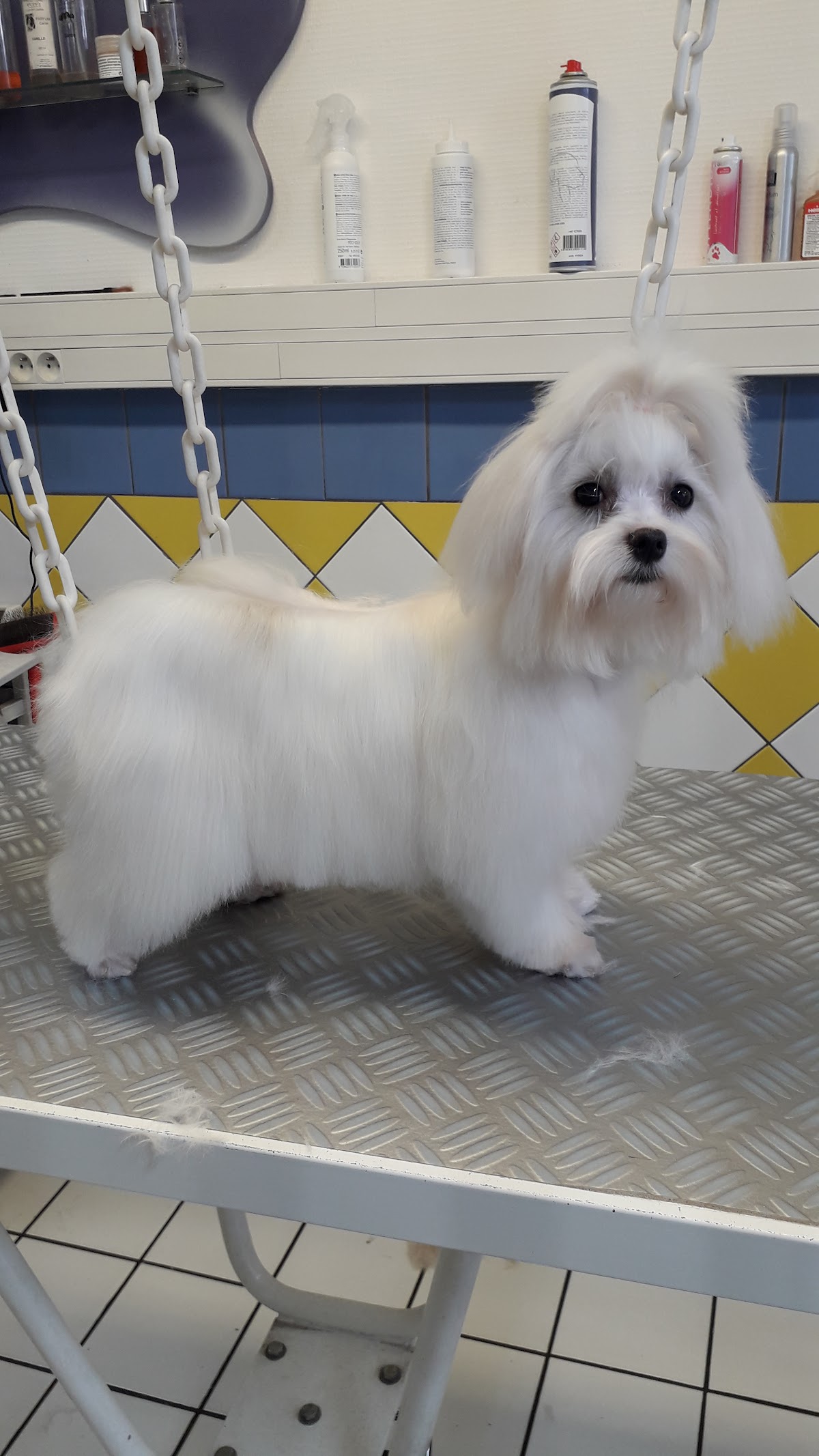 Animaux Services
