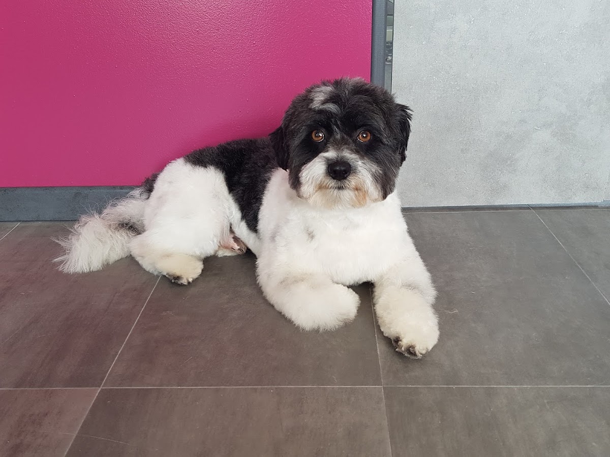 IDEAL CANIN — toiletteur à Dijon