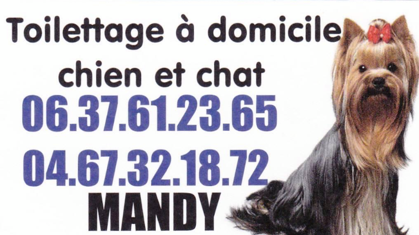 À domicile toilettage chien et chat
