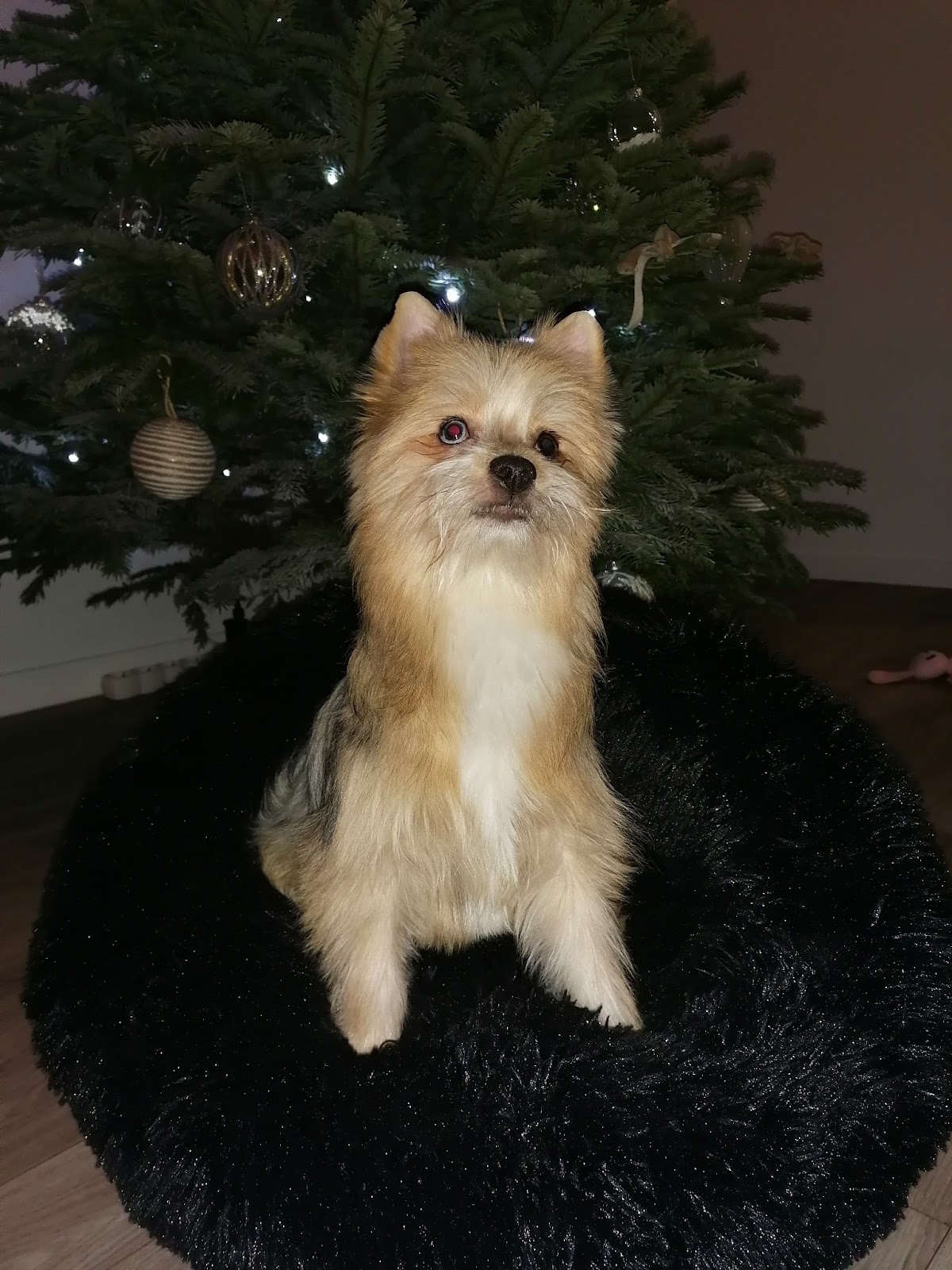 L Academie Des Chiens
